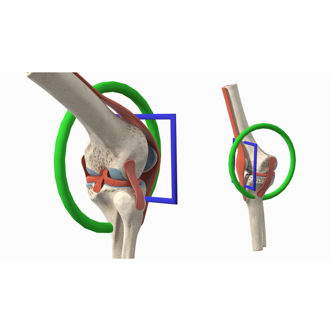 Knee Joint 3D Model – Rigged Anatomical Asset for Medical Use - View 9