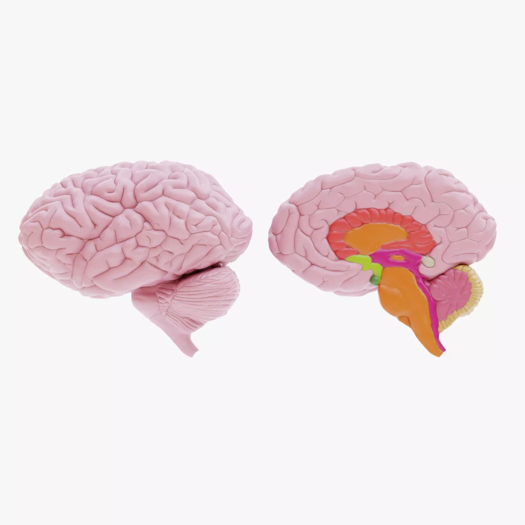 Brain 3D Model – Educational Anatomy with Cross-Section, Blender
