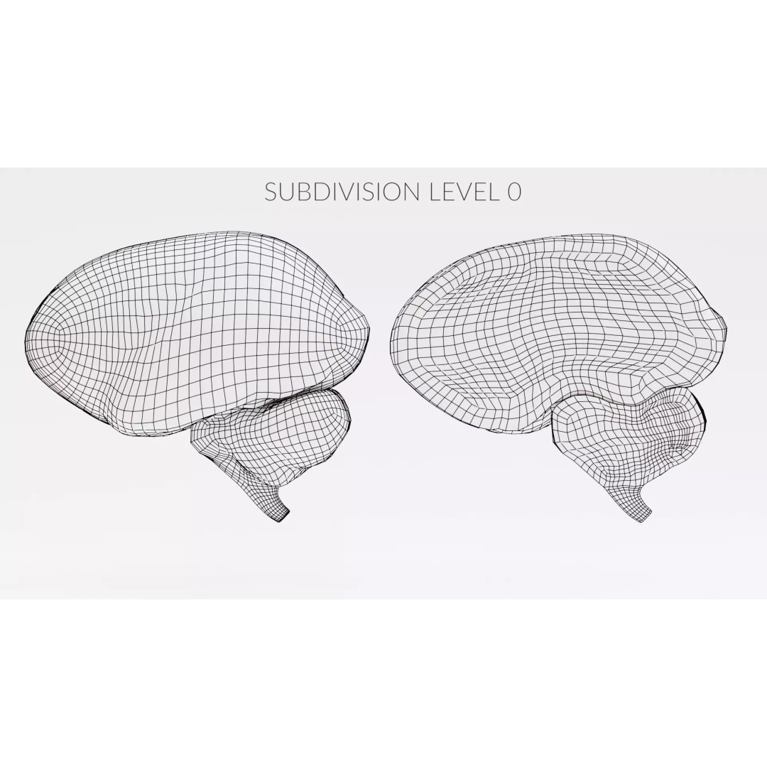 Brain 3D Model – Educational Anatomy with Cross-Section, Blender - View 12