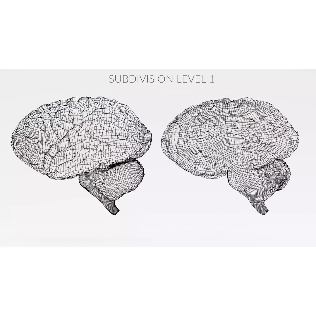 Brain 3D Model – Educational Anatomy with Cross-Section, Blender - View 13