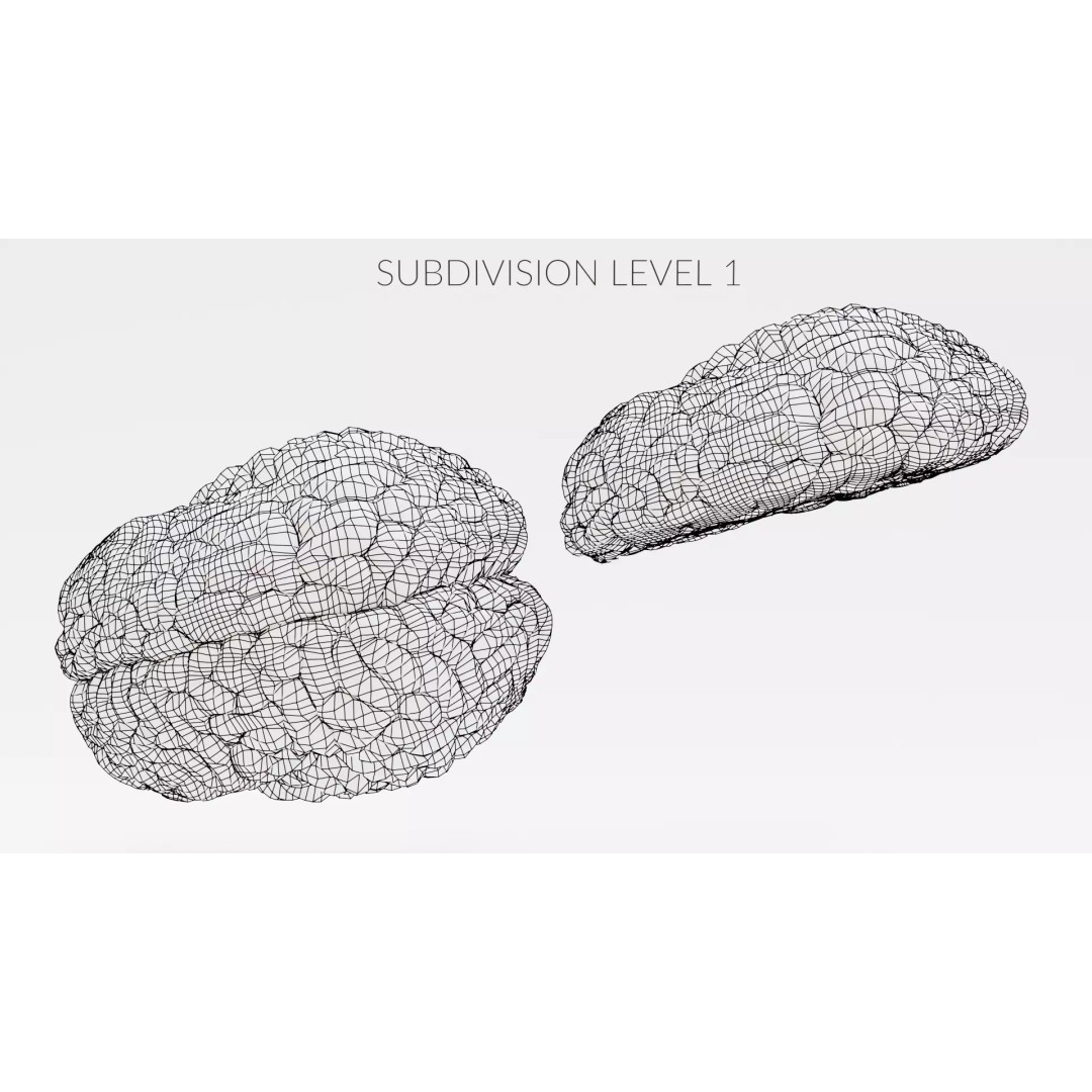 Brain 3D Model – Educational Anatomy with Cross-Section, Blender - View 15