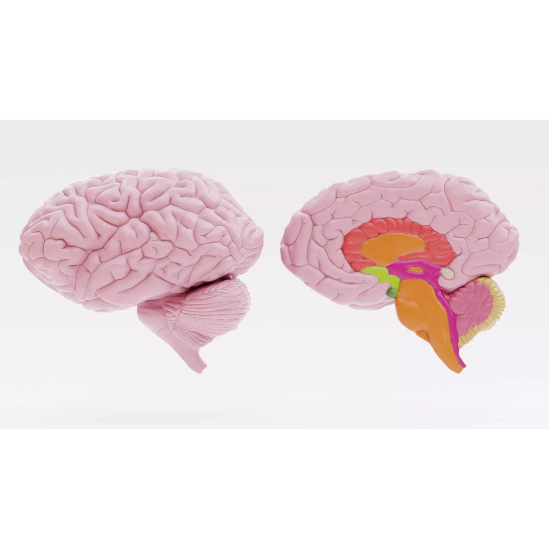 Brain 3D Model – Educational Anatomy with Cross-Section, Blender - View 2