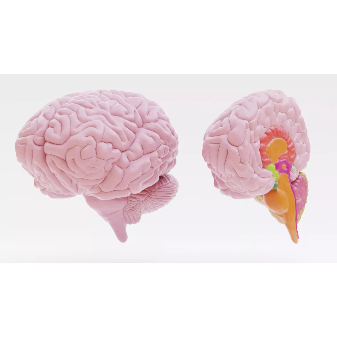 Brain 3D Model – Educational Anatomy with Cross-Section, Blender - View 3