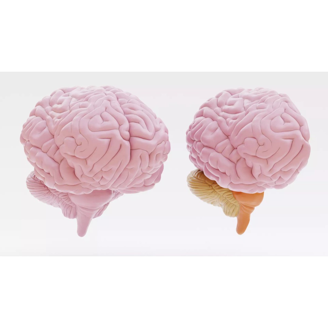 Brain 3D Model – Educational Anatomy with Cross-Section, Blender - View 4