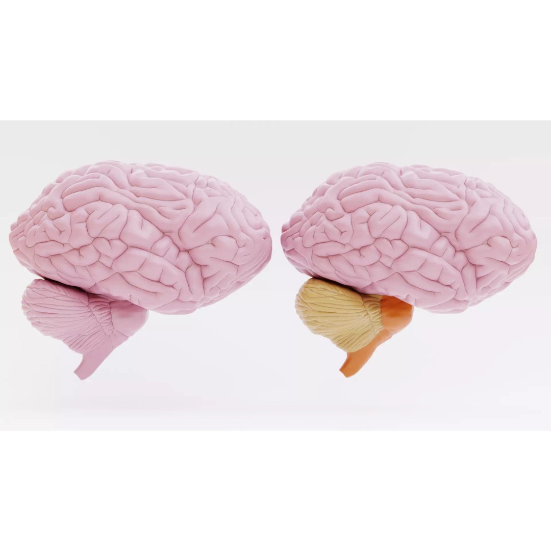 Brain 3D Model – Educational Anatomy with Cross-Section, Blender - View 5