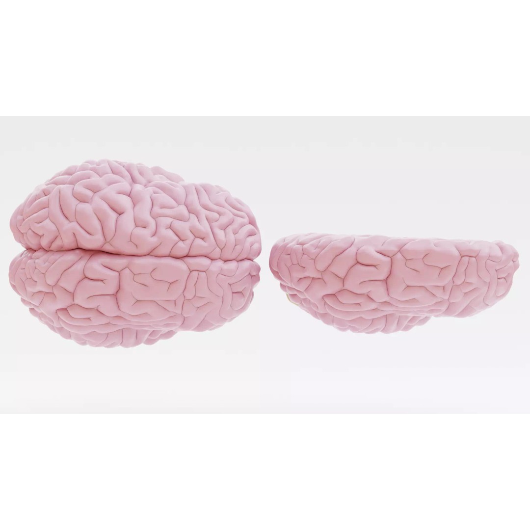 Brain 3D Model – Educational Anatomy with Cross-Section, Blender - View 6