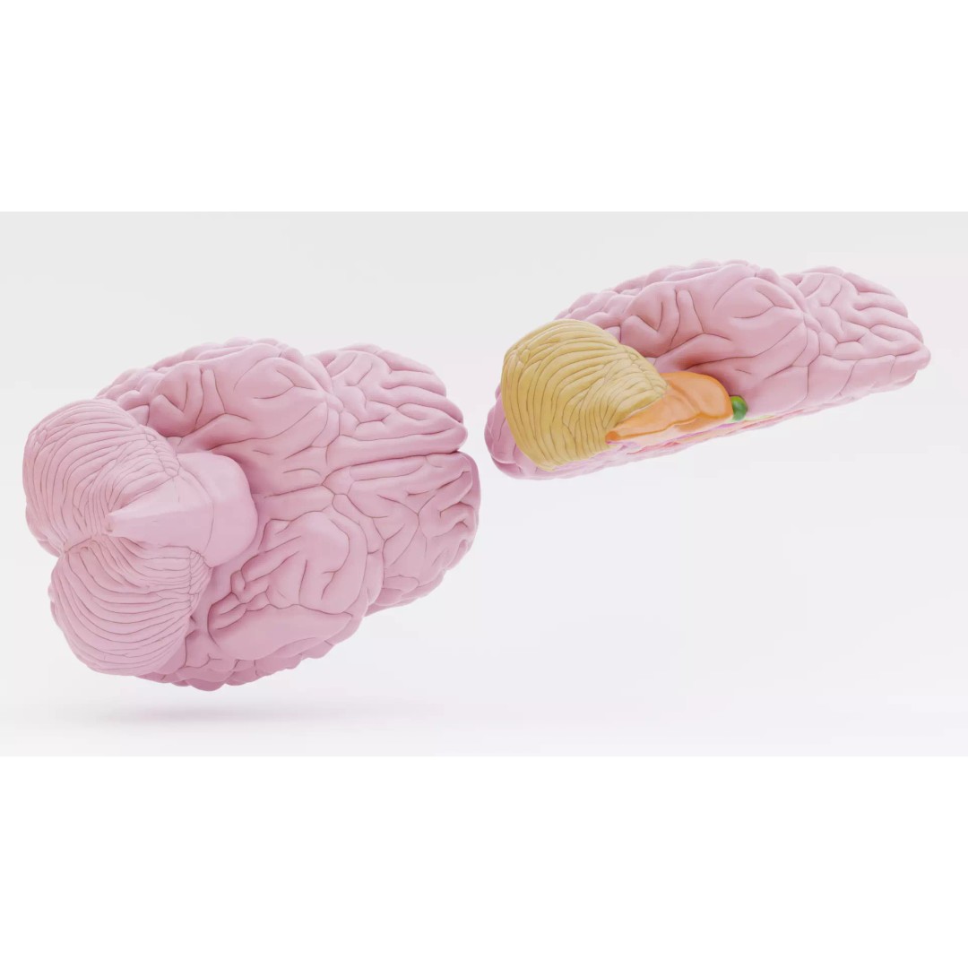 Brain 3D Model – Educational Anatomy with Cross-Section, Blender - View 7