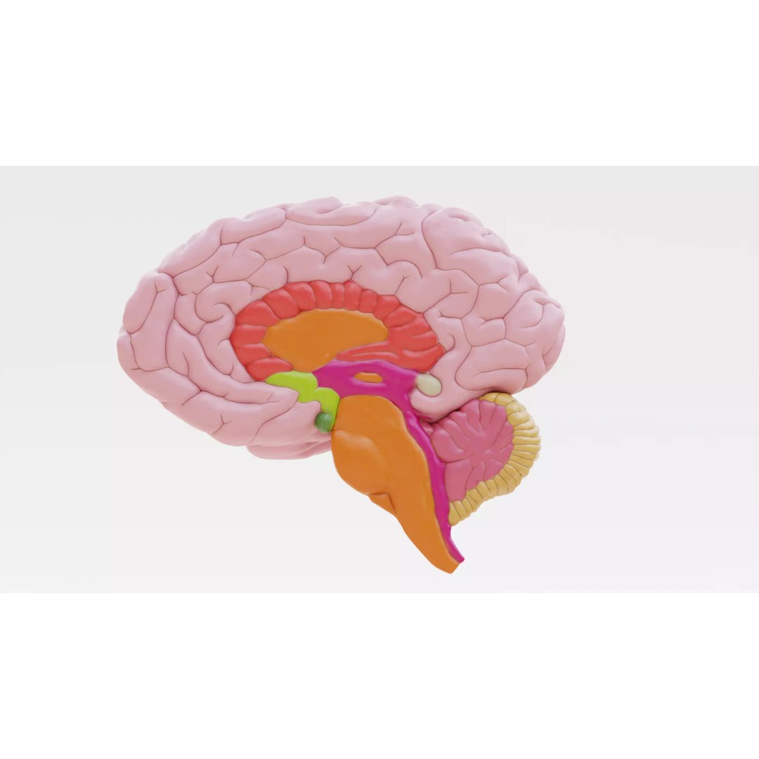 Brain 3D Model – Educational Anatomy with Cross-Section, Blender - View 8