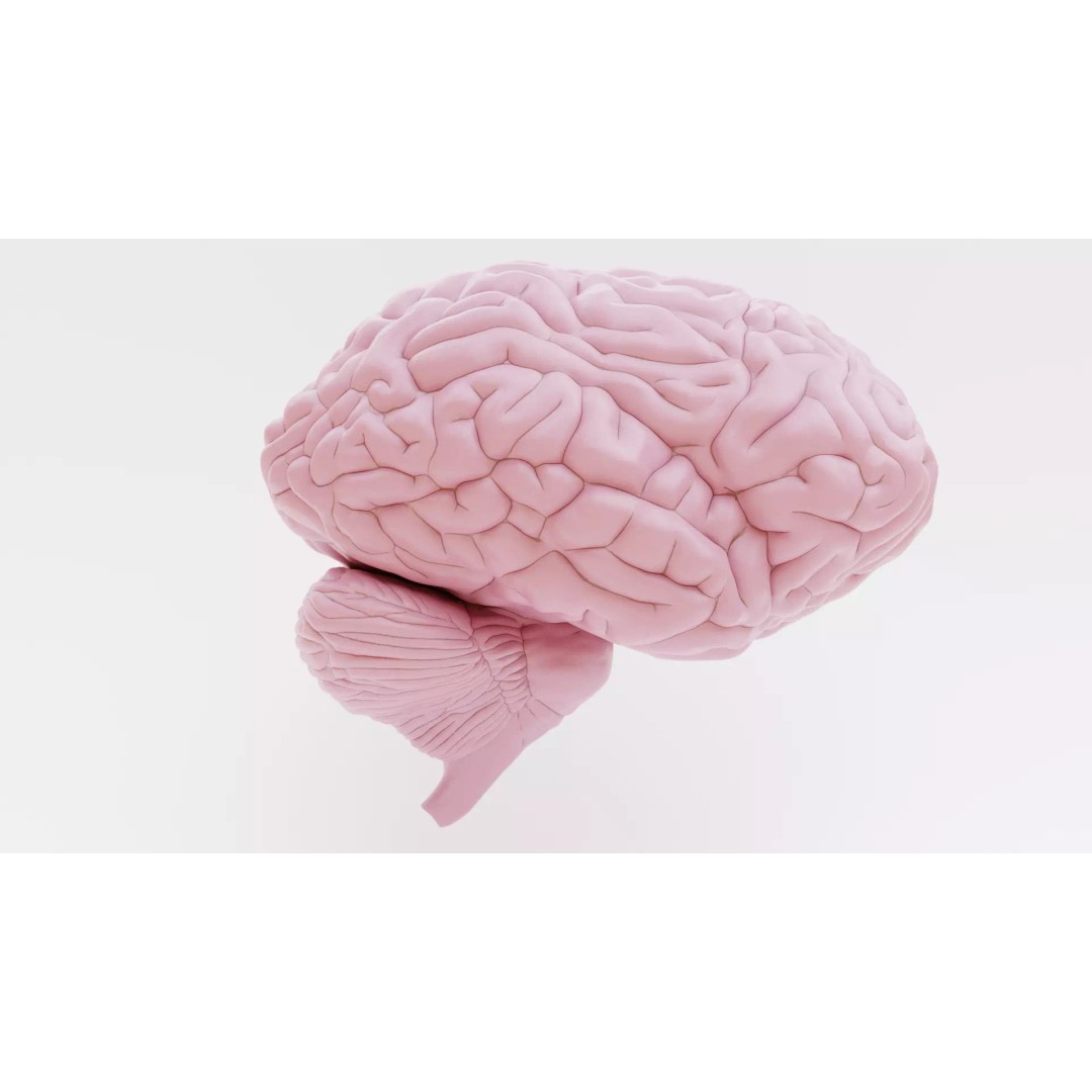 Brain 3D Model – Educational Anatomy with Cross-Section, Blender - View 9