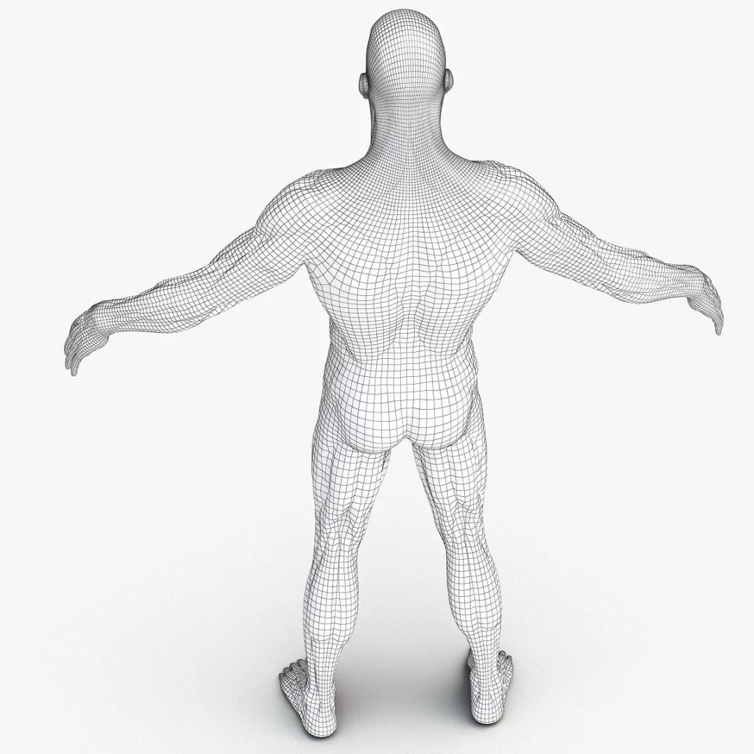 Muscular System 3D Model – Anatomical Male Body with PBR Textures, FBX