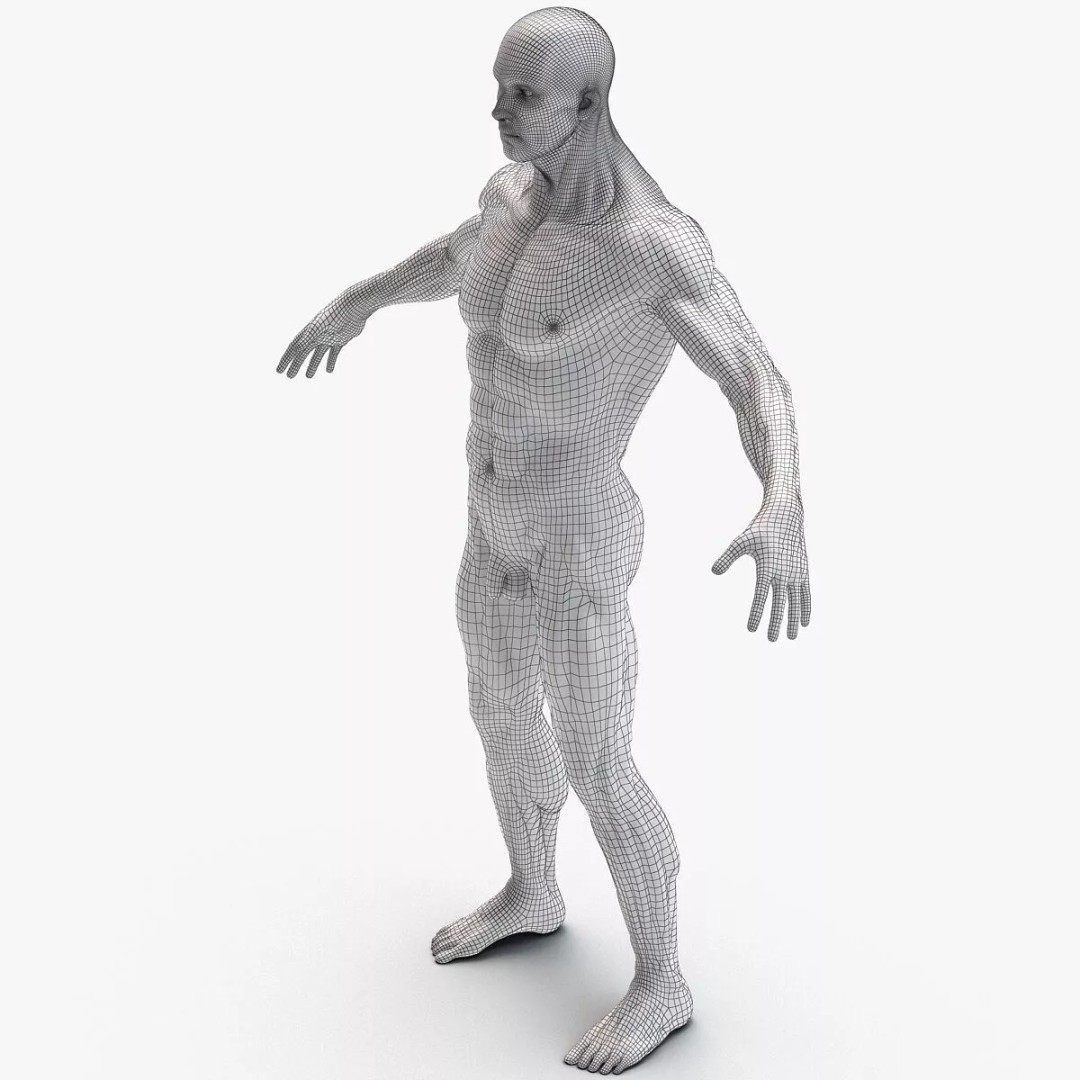 Muscular System 3D Model – Anatomical Male Body with PBR Textures, FBX - View 11