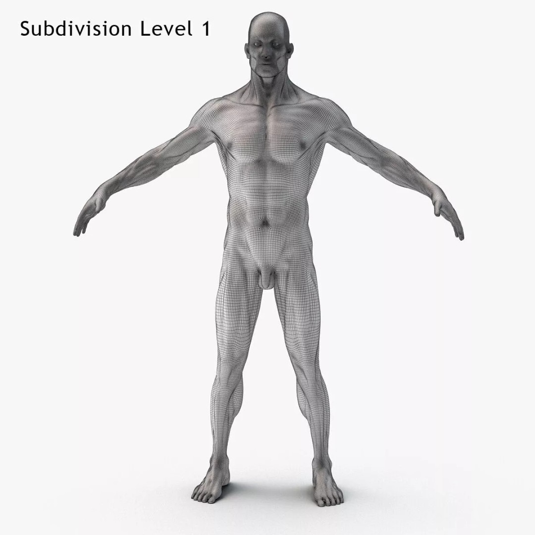Muscular System 3D Model – Anatomical Male Body with PBR Textures, FBX - View 13
