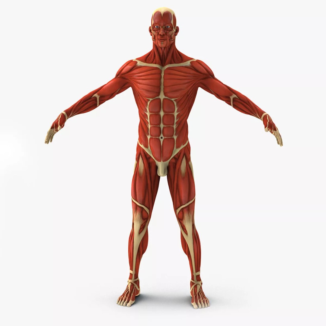 Muscular System 3D Model – Anatomical Male Body with PBR Textures, FBX - View 2