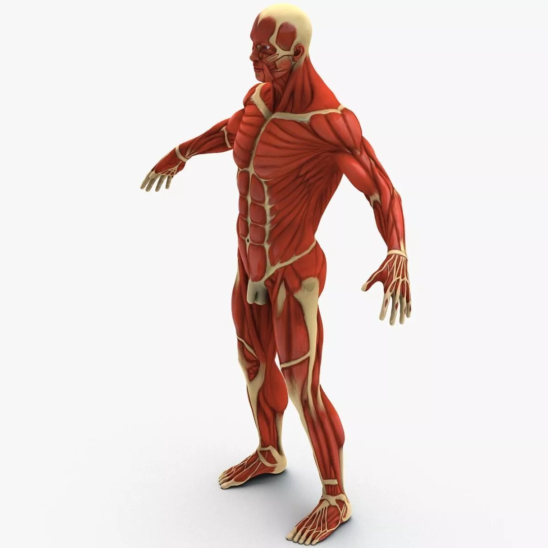 Muscular System 3D Model – Anatomical Male Body with PBR Textures, FBX - View 3