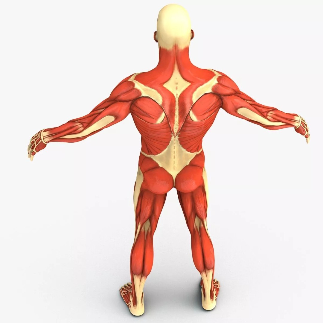 Muscular System 3D Model – Anatomical Male Body with PBR Textures, FBX - View 4