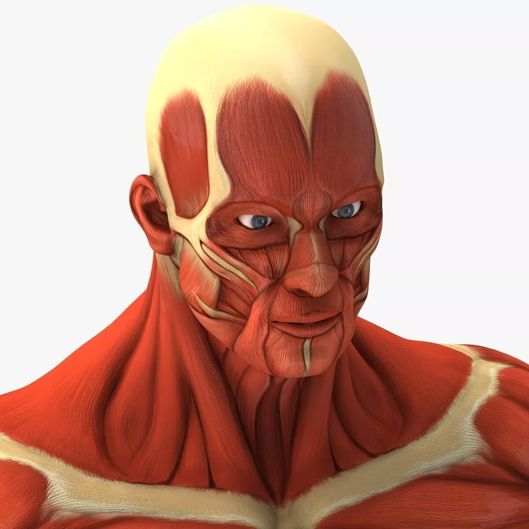 Muscular System 3D Model – Anatomical Male Body with PBR Textures, FBX - View 5