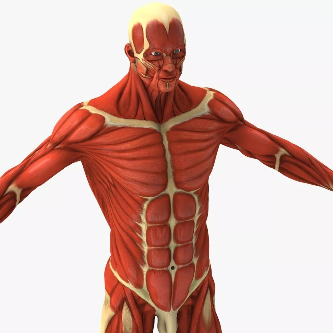 Muscular System 3D Model – Anatomical Male Body with PBR Textures, FBX - View 6