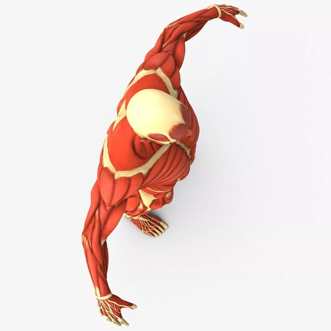 Muscular System 3D Model – Anatomical Male Body with PBR Textures, FBX - View 7