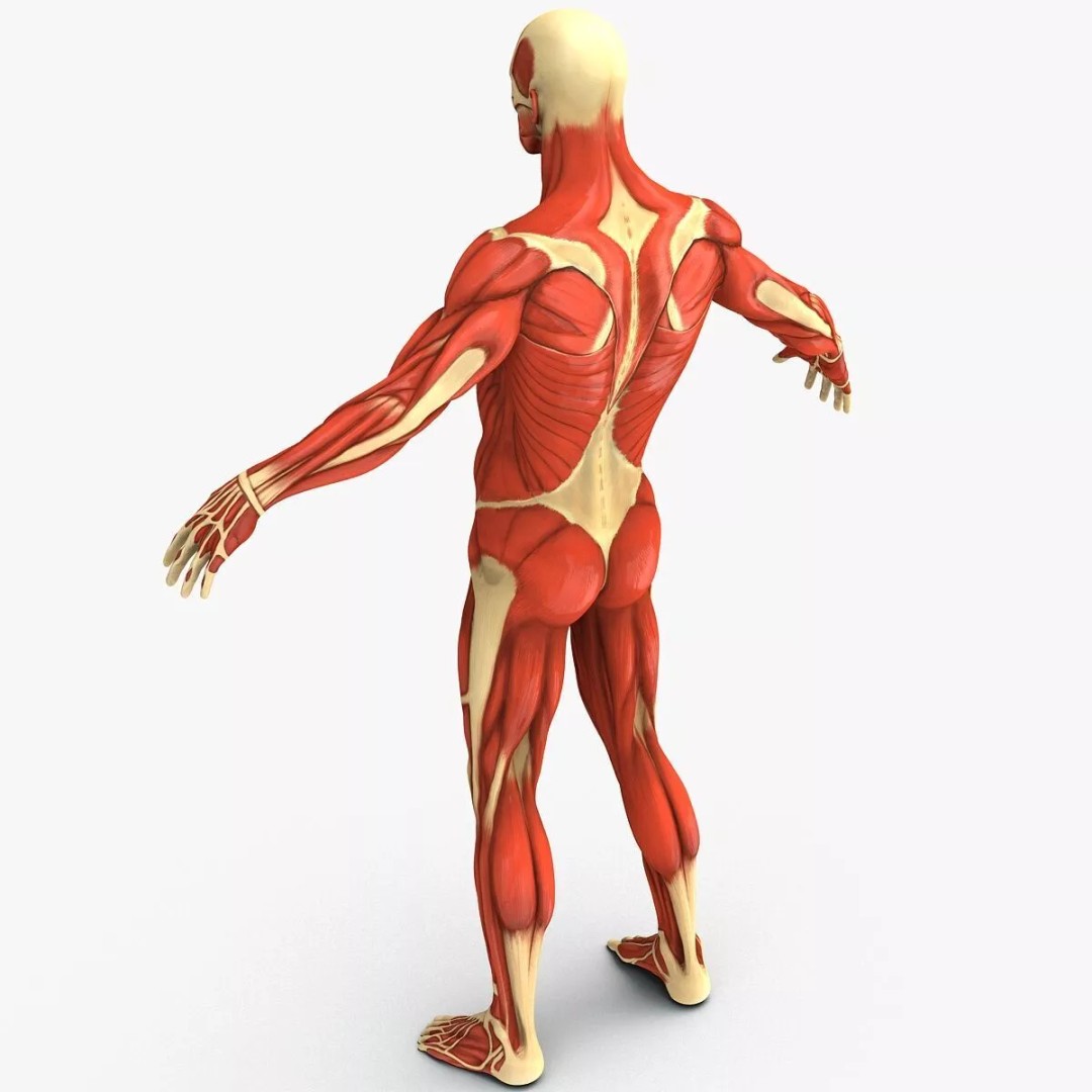 Muscular System 3D Model – Anatomical Male Body with PBR Textures, FBX - View 8