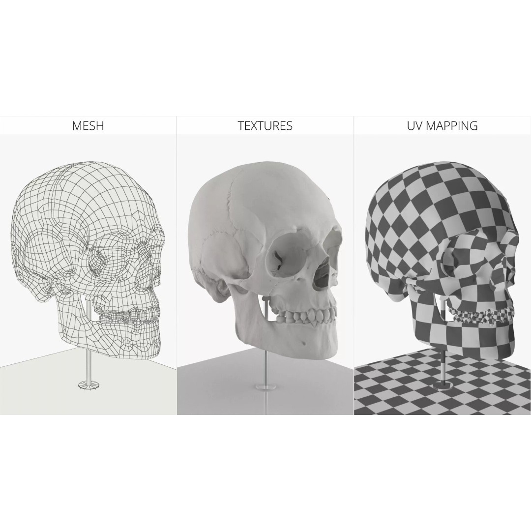 Display Skull 3D Model – Medical Anatomical Representation with PBR Textures - View 10