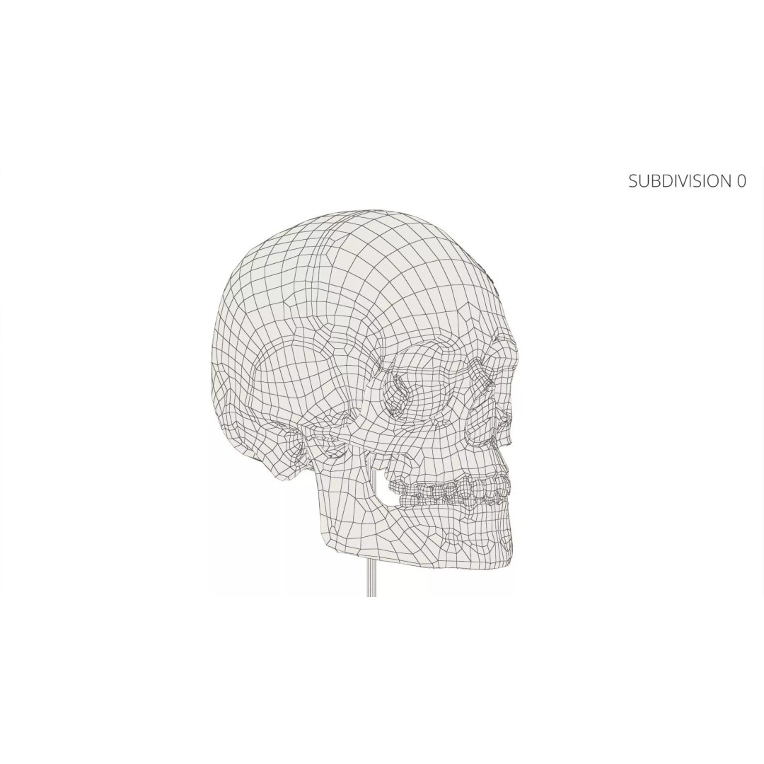Display Skull 3D Model – Medical Anatomical Representation with PBR Textures - View 11