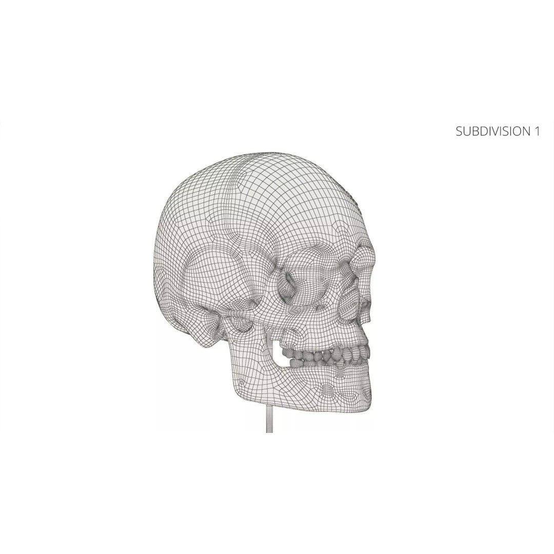 Display Skull 3D Model – Medical Anatomical Representation with PBR Textures - View 12