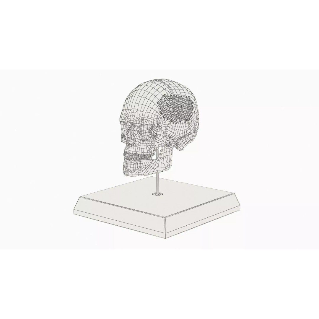 Display Skull 3D Model – Medical Anatomical Representation with PBR Textures - View 13