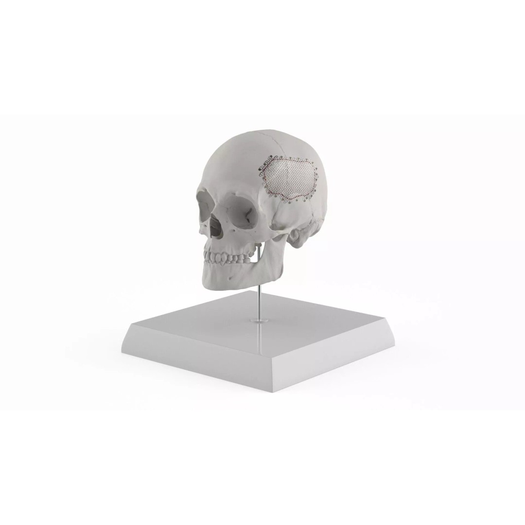Display Skull 3D Model – Medical Anatomical Representation with PBR Textures - View 2
