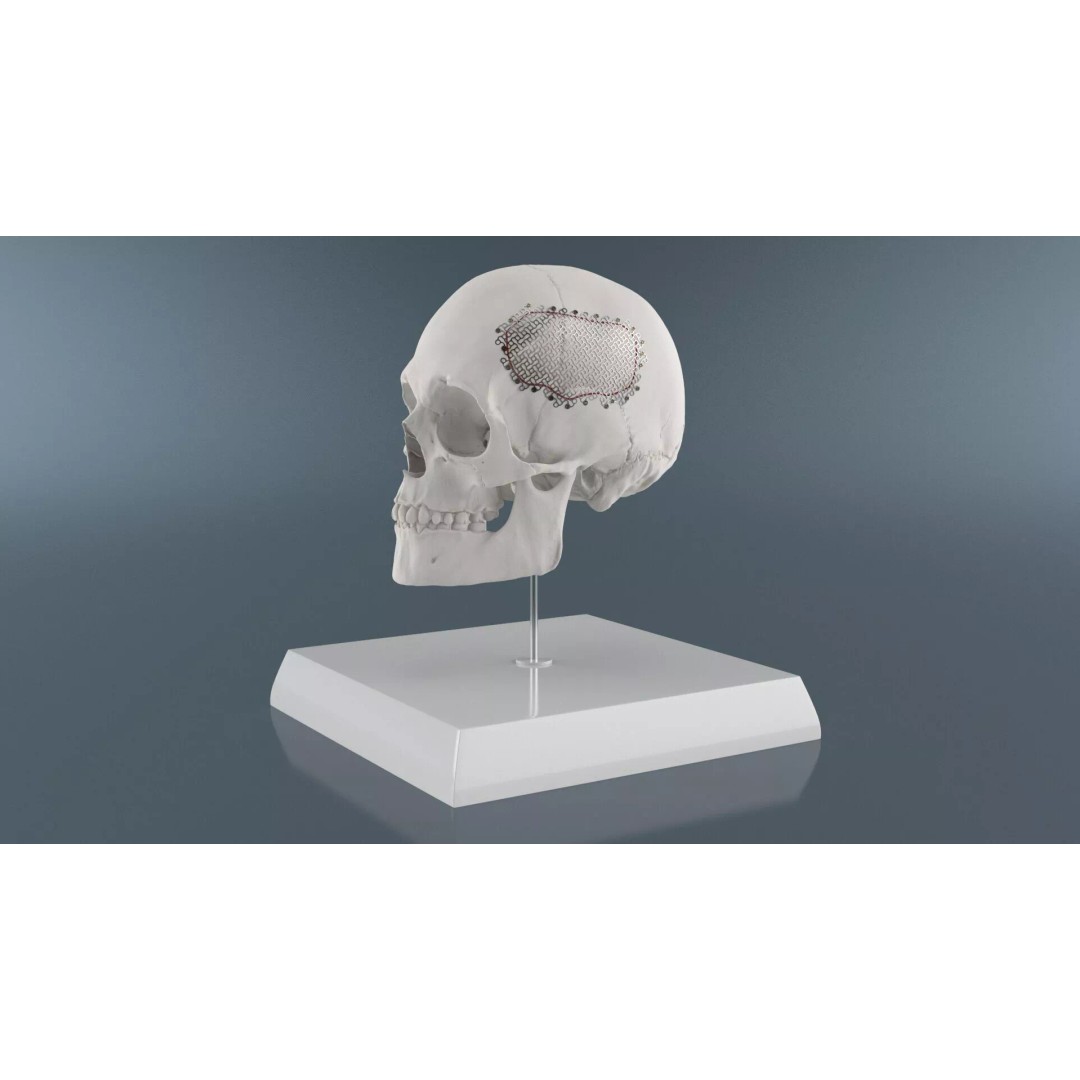Display Skull 3D Model – Medical Anatomical Representation with PBR Textures - View 3