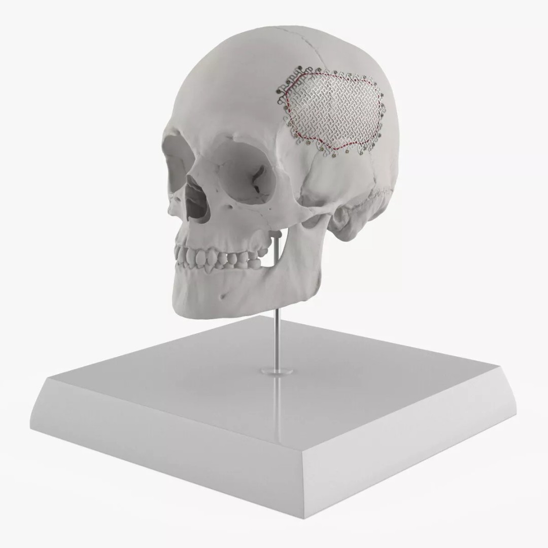 Display Skull 3D Model – Medical Anatomical Representation with PBR Textures - View 4