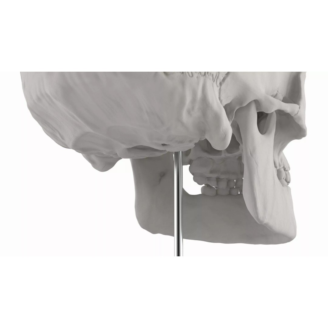 Display Skull 3D Model – Medical Anatomical Representation with PBR Textures - View 5