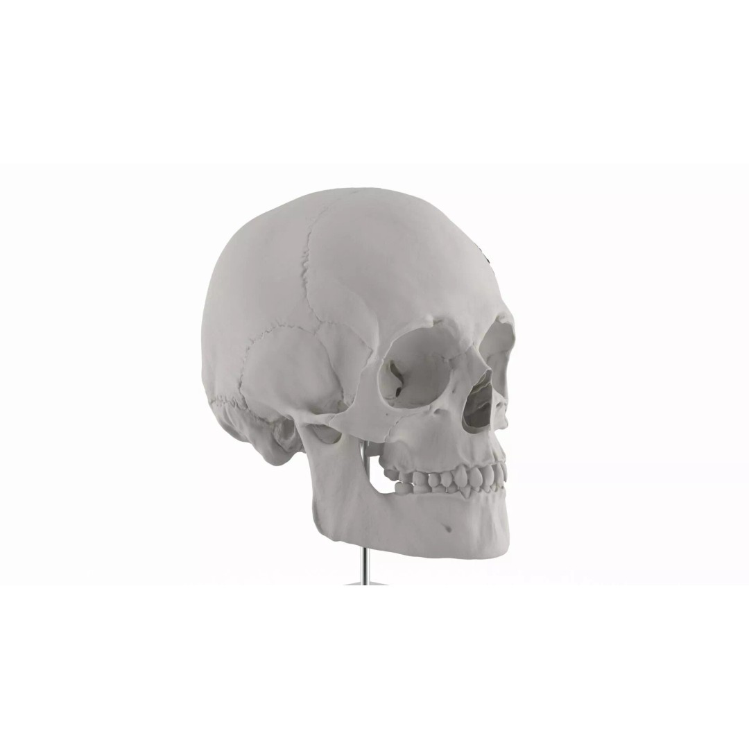 Display Skull 3D Model – Medical Anatomical Representation with PBR Textures - View 7