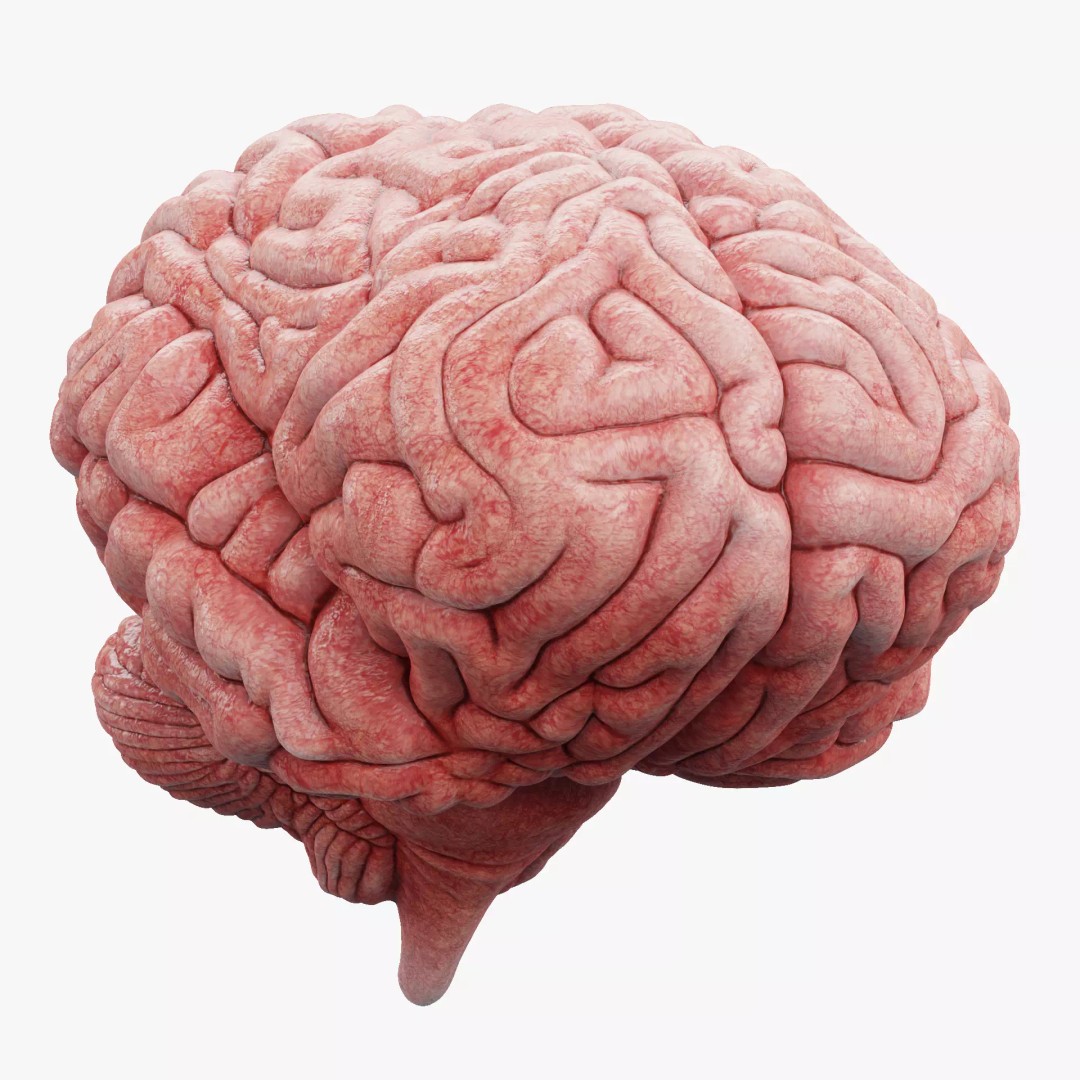 Realistic Human Brain 3D Model – Anatomical Visualization, Blender