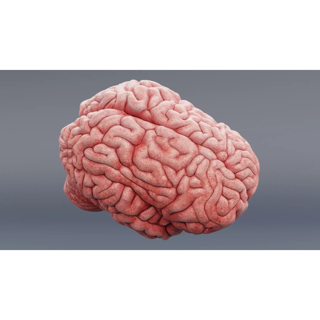 Realistic Human Brain 3D Model – Anatomical Visualization, Blender - View 10