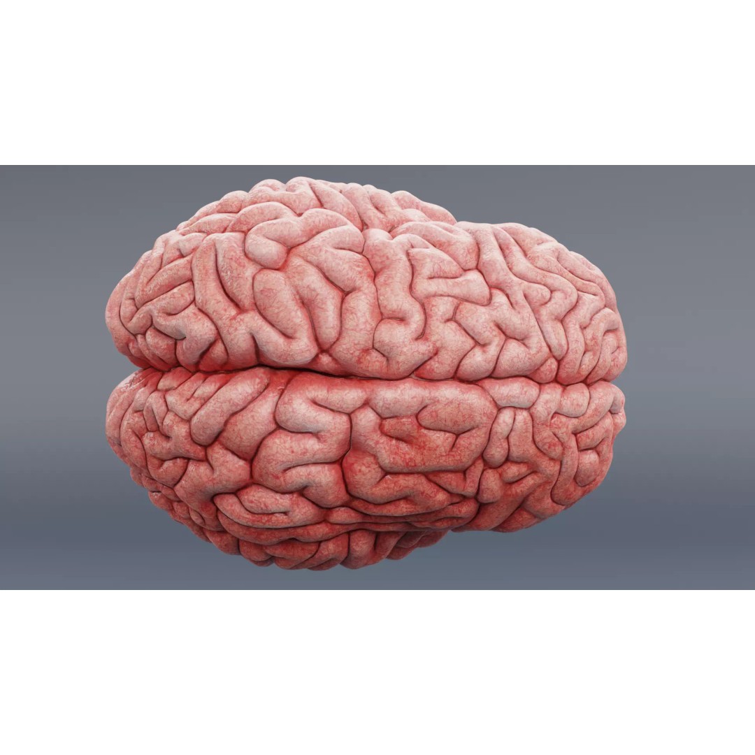 Realistic Human Brain 3D Model – Anatomical Visualization, Blender - View 11