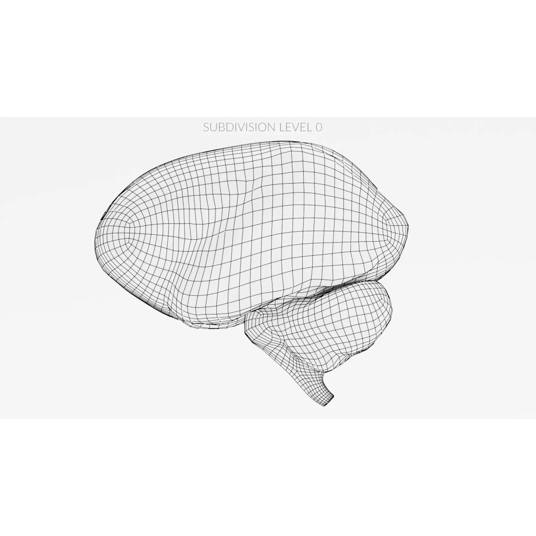 Realistic Human Brain 3D Model – Anatomical Visualization, Blender - View 13