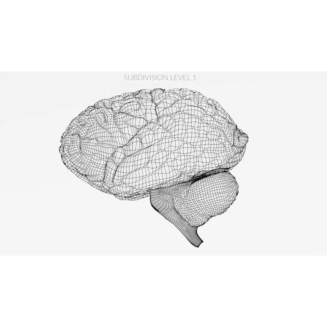 Realistic Human Brain 3D Model – Anatomical Visualization, Blender - View 14