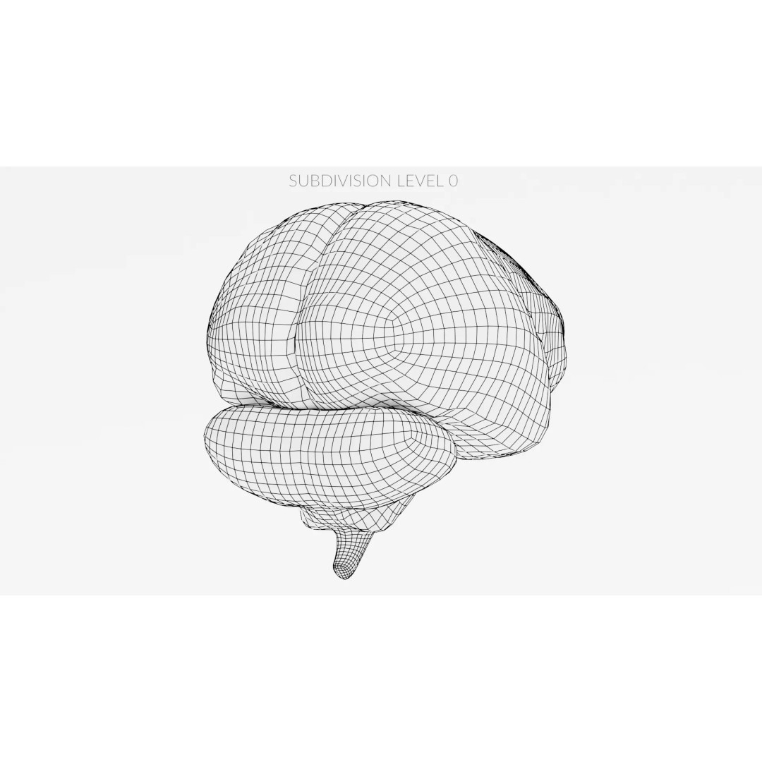 Realistic Human Brain 3D Model – Anatomical Visualization, Blender - View 15