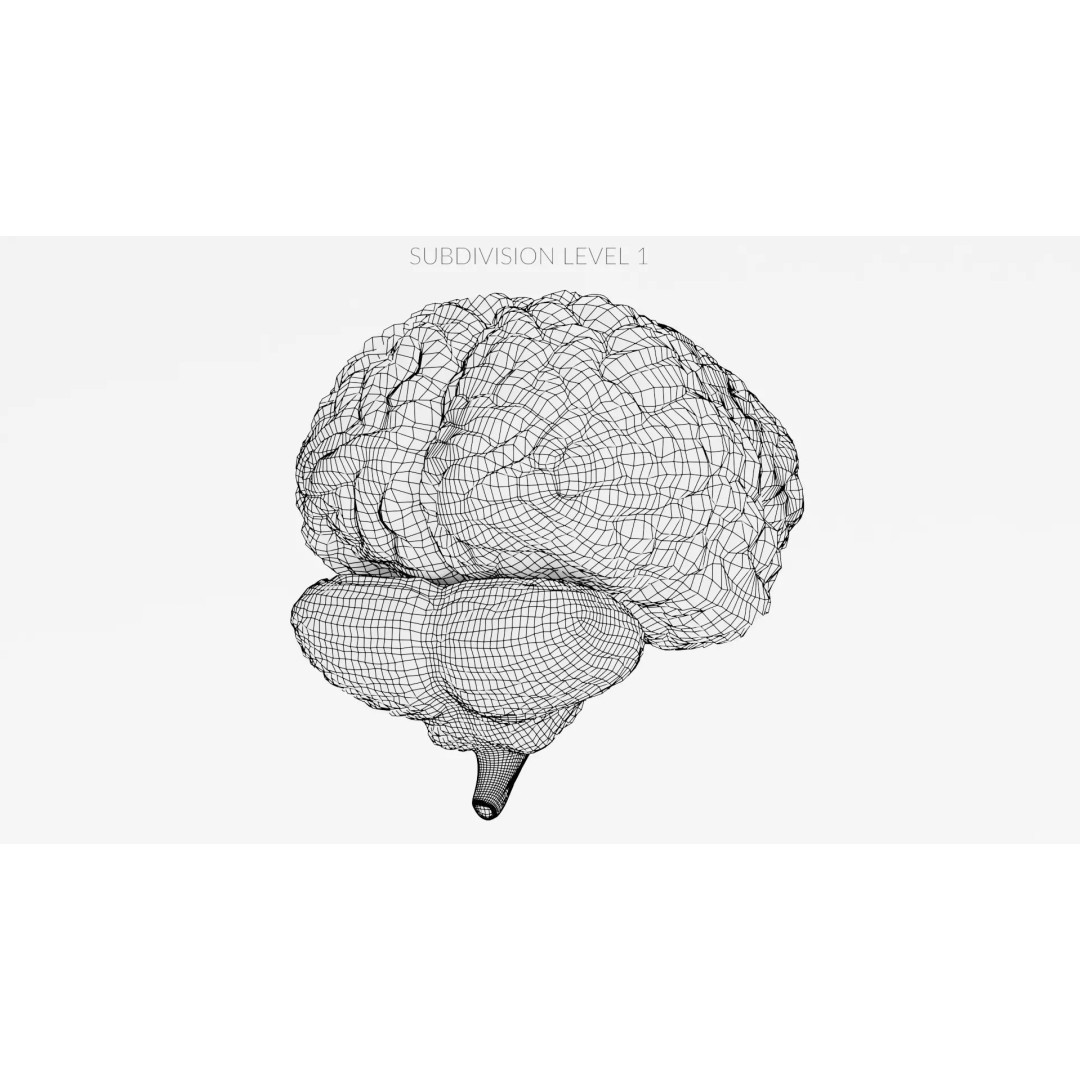 Realistic Human Brain 3D Model – Anatomical Visualization, Blender - View 16