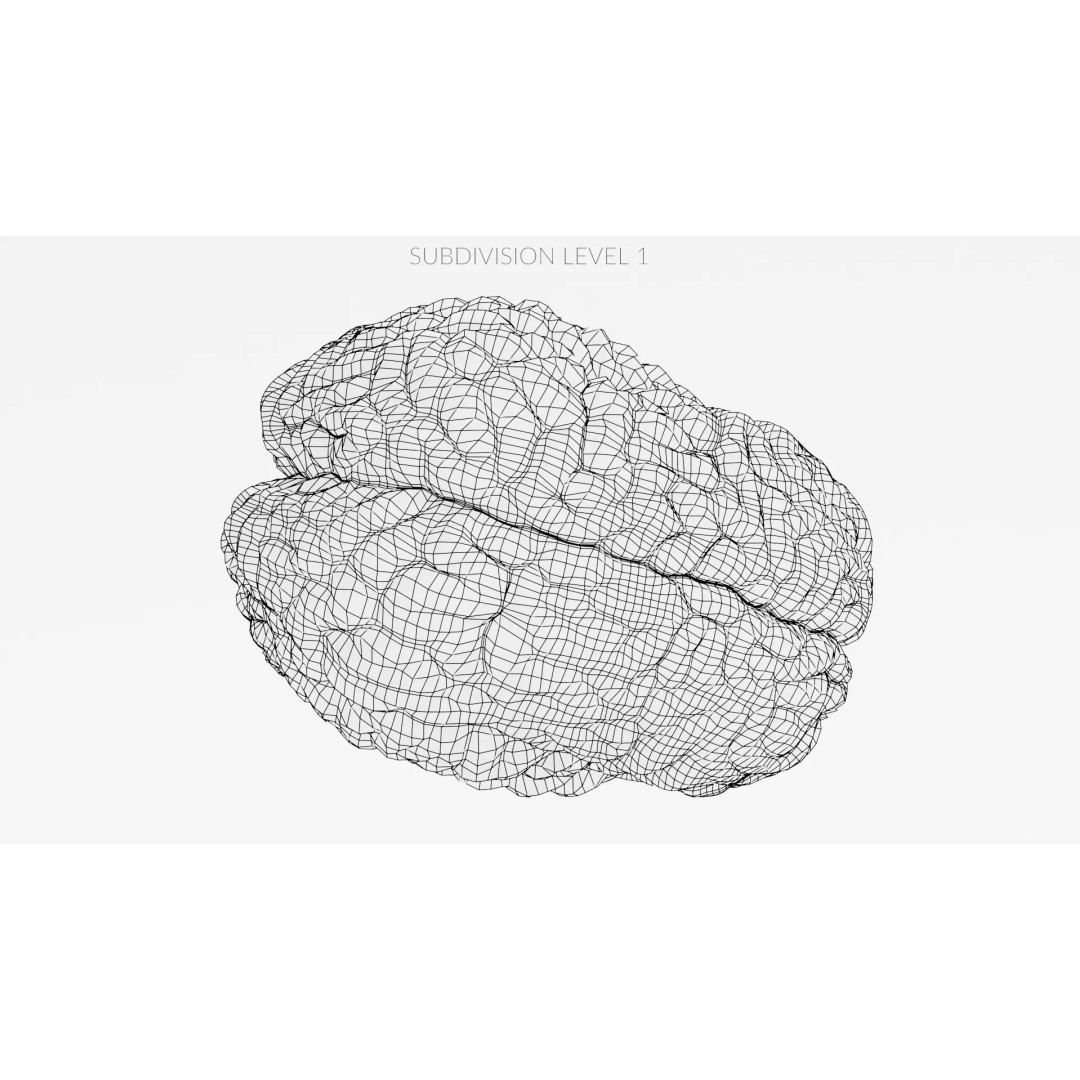 Realistic Human Brain 3D Model – Anatomical Visualization, Blender - View 18