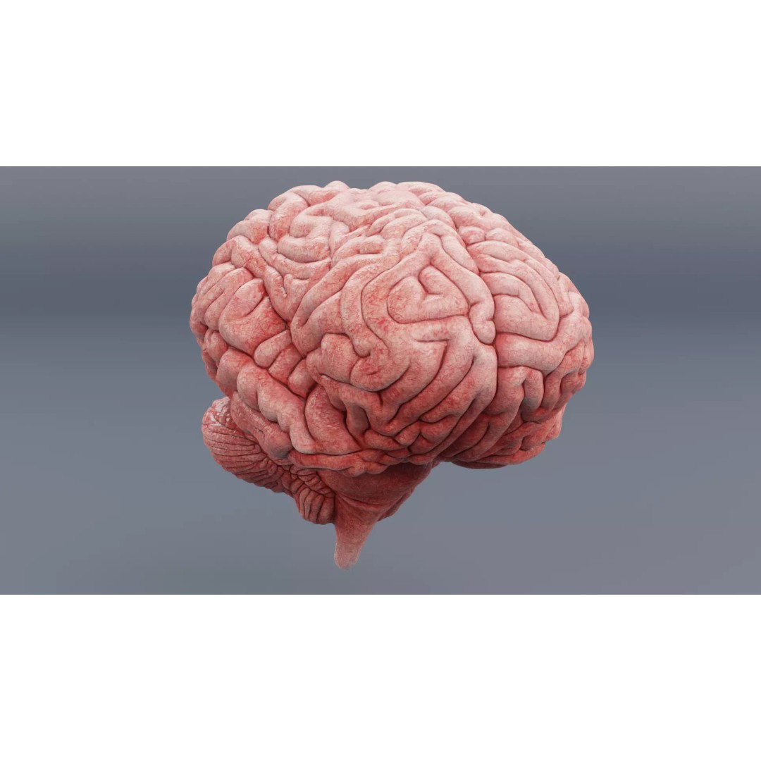 Realistic Human Brain 3D Model – Anatomical Visualization, Blender - View 2