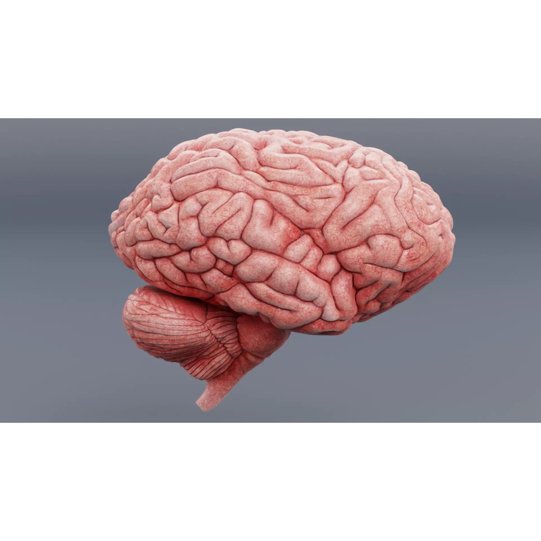 Realistic Human Brain 3D Model – Anatomical Visualization, Blender - View 3