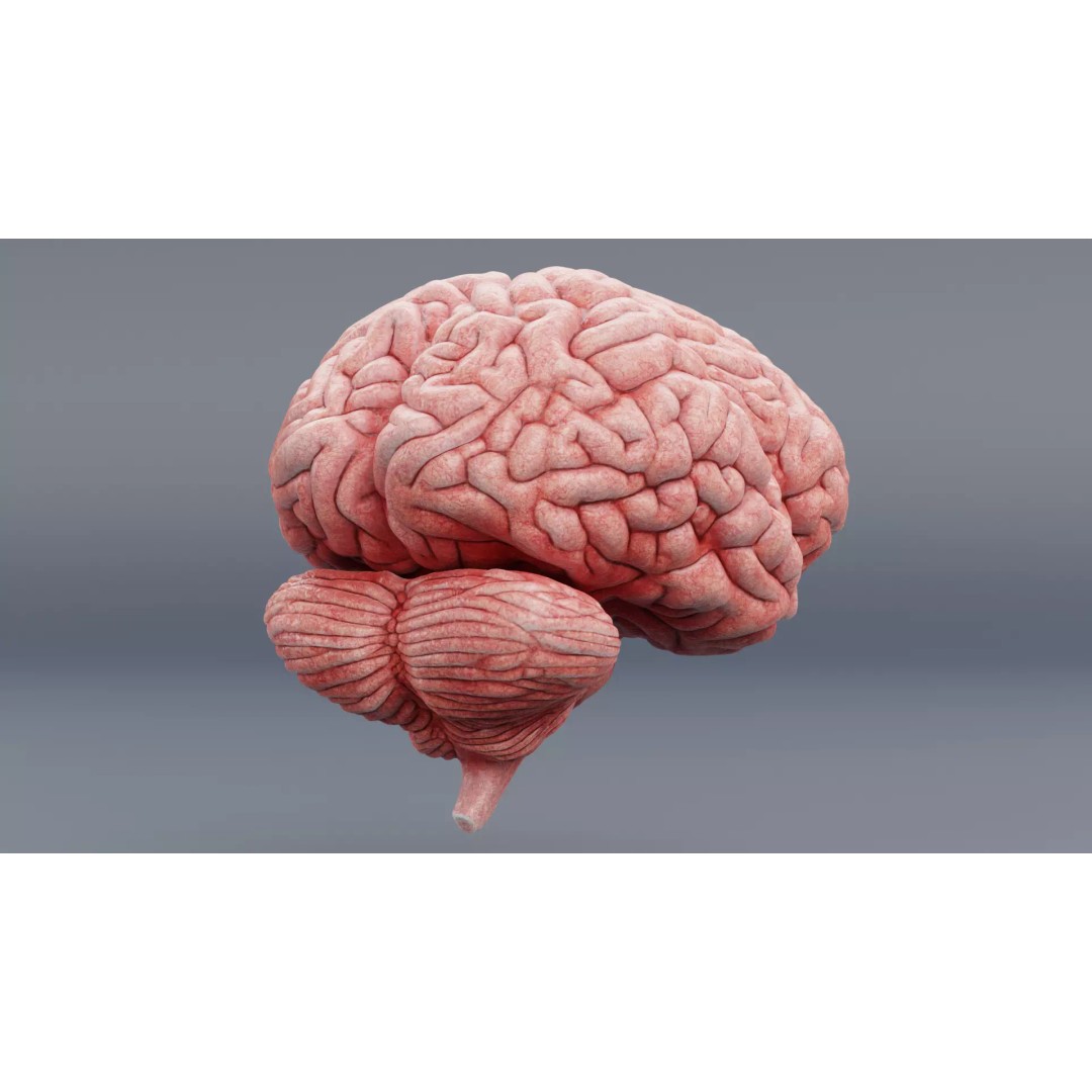 Realistic Human Brain 3D Model – Anatomical Visualization, Blender - View 4