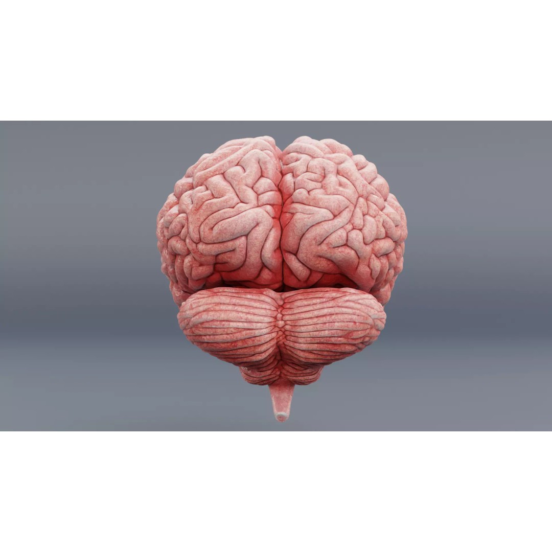 Realistic Human Brain 3D Model – Anatomical Visualization, Blender - View 5