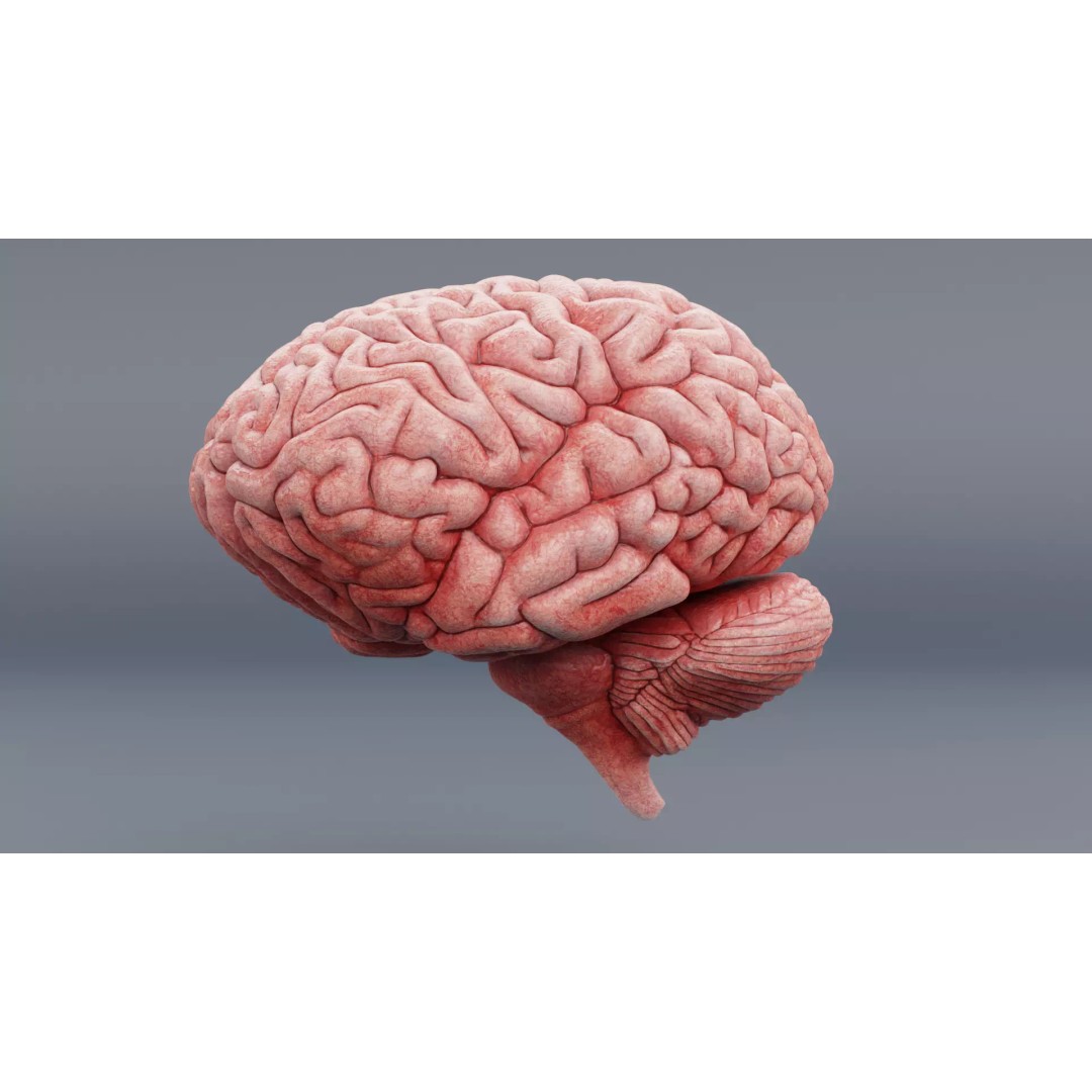 Realistic Human Brain 3D Model – Anatomical Visualization, Blender - View 6