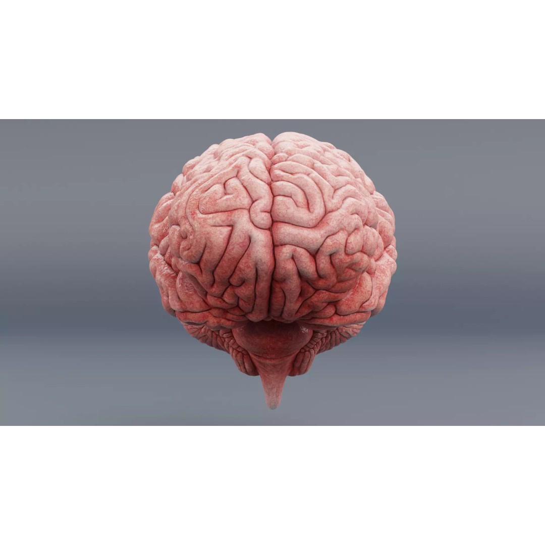 Realistic Human Brain 3D Model – Anatomical Visualization, Blender - View 7