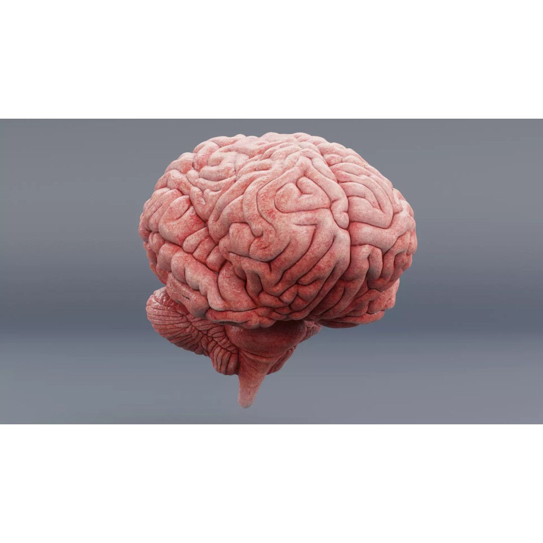 Realistic Human Brain 3D Model – Anatomical Visualization, Blender - View 8