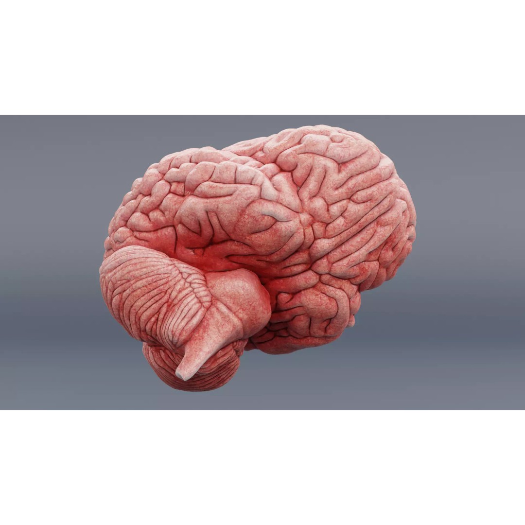Realistic Human Brain 3D Model – Anatomical Visualization, Blender - View 9