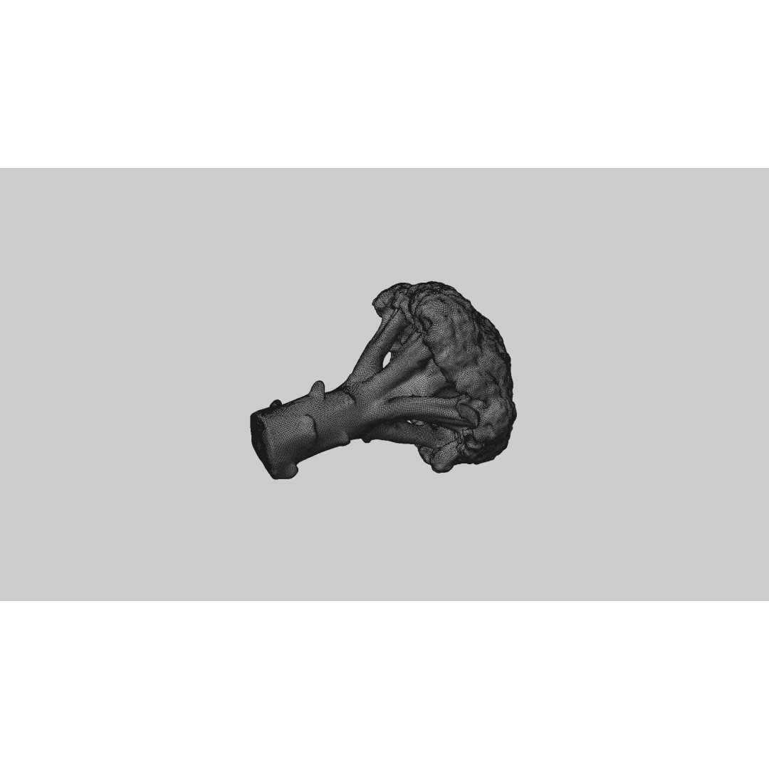 Broccoli 3D Model – Photorealistic PBR Asset for Food Visualization - View 10