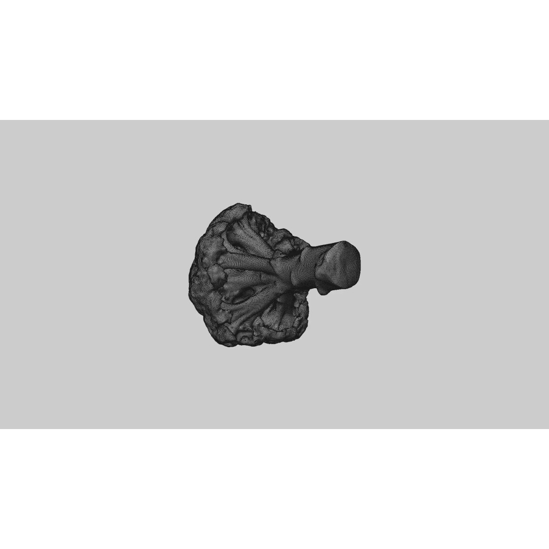 Broccoli 3D Model – Photorealistic PBR Asset for Food Visualization - View 9